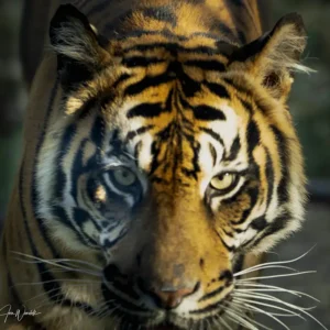 Close up portrait of a Tiger